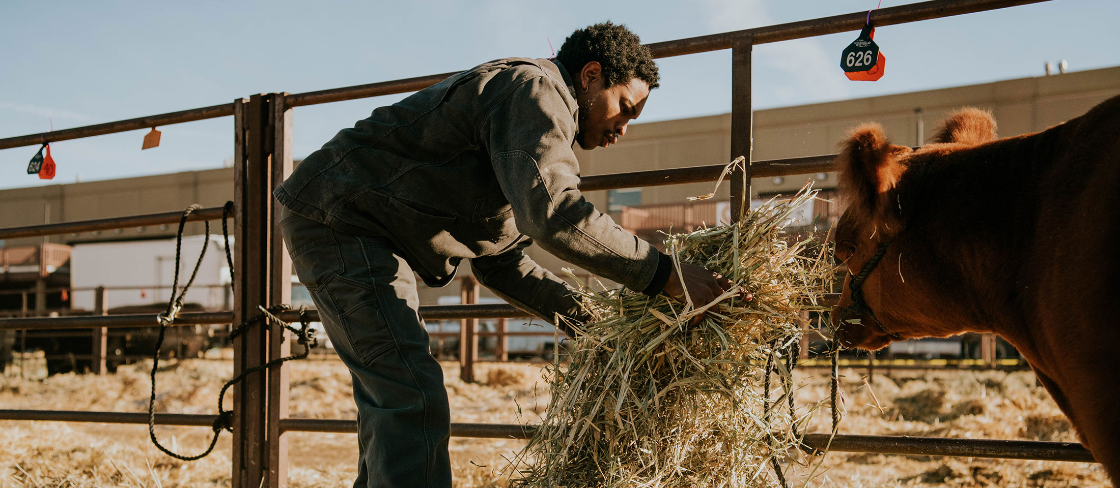 Man gathers and feeds hay to the cow.